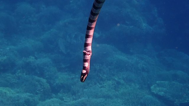 Banded sea krait (Laticauda colubrina) descends down back into the deep after it ascended to the surface to breathe. Moalboal, Cebu, Philippines.
