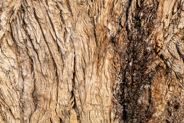 Closeup Tree Bark Texture For Background or Overlay