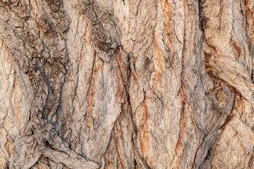 Closeup Tree Bark Texture For Background or Overlay