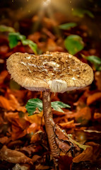 mushroom in forest