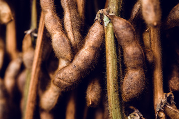Ripe soybean pods in field, selective focus