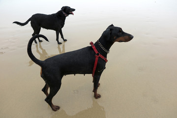 DOBERMAN PINSCHER