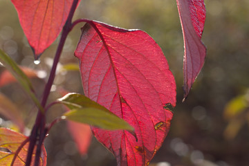 Rote Hartriegel Blatt im Herbst von unten die rote Farbe fotografiert.