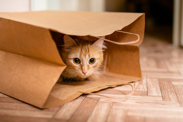 Cute baby kitten sitting inside of brown paper grocery sack - obrazy, fototapety, plakaty