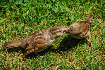 baby sparrow getting feeded by his mom