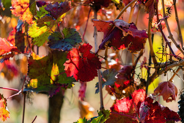 Wein mit roten Blätter