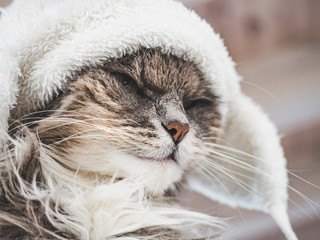 Young, charming kitty in a white wool hat. Close-up, isolated background. Studio photo. Concept of care, education, training and raising of animals