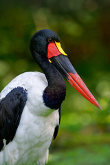 Saddle-billed Stork - Ephippiorhynchus senegalensis  or saddlebill is a wading bird in the stork family, Ciconiidae. Black and white back and red and yellow head, portrait