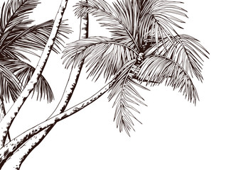 Tropical card with sketchy palm trees. Hand drawn vector illustration.