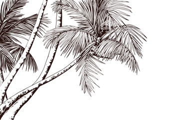 Tropical card with sketchy palm trees. Hand drawn vector illustration. © JeannaDraw