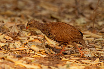 Pternistis natalensis - Natal Francolin or Natal Spurfowl species of brown bird in the family Phasianidae. It is found in Botswana, Mozambique, South Africa, Swaziland, Zambia, and Zimbabwe