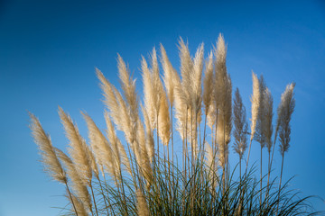 pampas grass against the sky