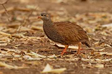 Pternistis natalensis - Natal Francolin or Natal Spurfowl species of brown bird in the family Phasianidae. It is found in Botswana, Mozambique, South Africa, Swaziland, Zambia, and Zimbabwe