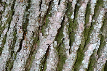 bark of a tree