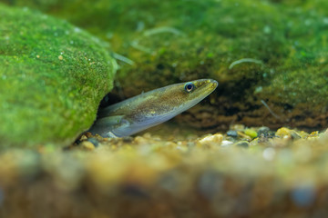 European eel - Anguilla anguilla is a species of eel, a snake-like, catadromous fish. They can reach a length of 1.5 m, juvenile eel watching out of the river bottom