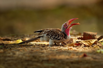 Southern Red-billed Hornbill - Tockus erythrorhynchus rufirostris  family Bucerotidae, which is native to the savannas and dryer bushlands of southern Africa