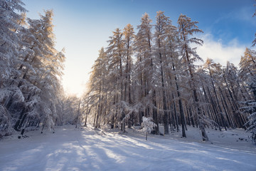 winter wonderland forest landscape with trees in snow