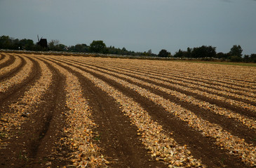 Onions lying on drying