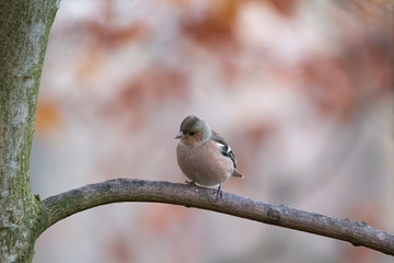 Chaffinch on a branch in autumn forest