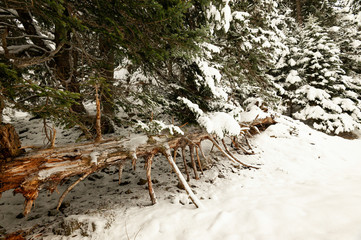 arbre mort