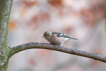 Obraz premium Chaffinch on a branch in autumn forest