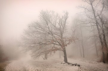 Mysterious winter foggy landscape. Broad leaf trees in fog, gloomy creepy landscape, glaze ice and...