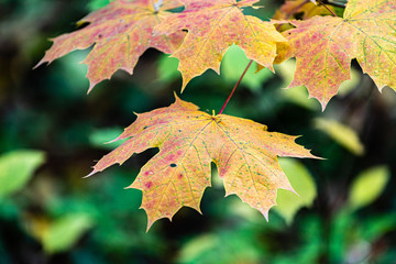 Ahornblätter sind schön, besonders im Herbst