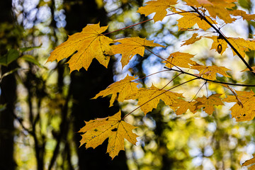 Obraz premium Schöner Herbst zeigt Ahornblätter