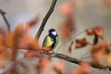 great tit on a branch