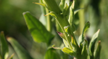 Dame's Rocket ( Hesperis matronalis ) close-up with green leaves and hairy stems in the garden