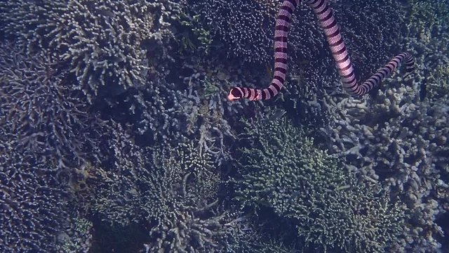 Banded sea krait (Laticauda colubrina) swimming in the surface to breathe for air and descends again to hunt for food. Moalboal, Cebu, Philippines.