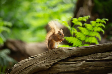 Little red wild suirrel in a natural forest eating a nut in the sun sitting on a tree stump at Brownsea Island, England