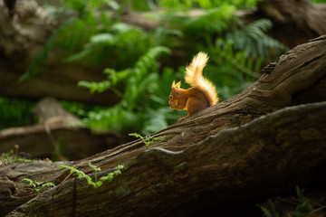 Little red wild suirrel in a natural forest eating a nut in the sun sitting on a tree stump at Brownsea Island, England