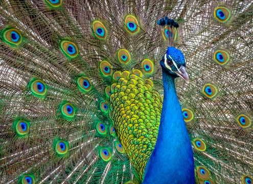 Close-Up of peacock flashing his wheel with beautiful eyes and colors Stock  Photo | Adobe Stock