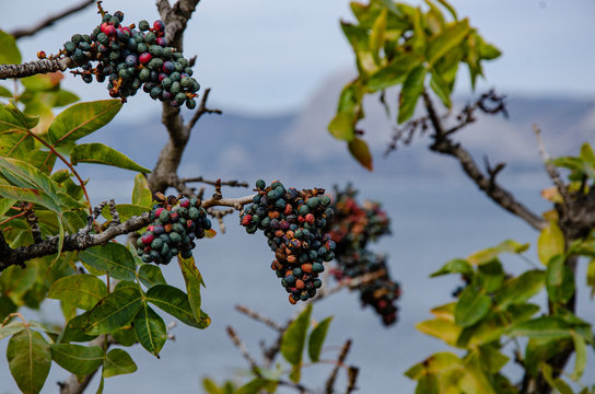 Sea, mountain landscape. The sea and mountains, mountain vegetation, the fruits of pistachio dupes.