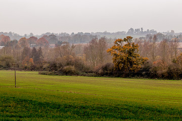 trees on the field edge
