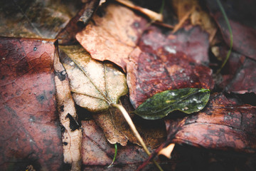 Close up of autumn leaves