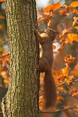 Ein rotes Eichhörnchen kletter im Herbst einen Baumstamm hinauf, Sciurus vulgaris