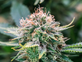 HDR close up shot of a cannabis plant blossom