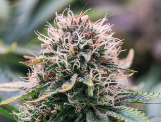 Naklejka na ściany i meble HDR close up shot of a cannabis plant blossom