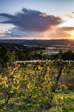 Allassac (Corrèze, France) - Vignoble de la Chartroulle