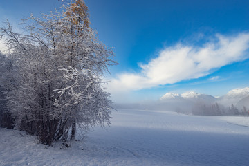 winter wonderland mountain landscape with trees and blue sky and fog