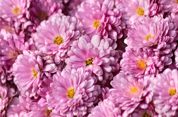 Background texture with pink blooming flowers.