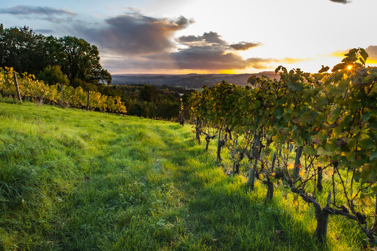 Allassac (Corrèze, France) - Vignoble de la Chartroulle