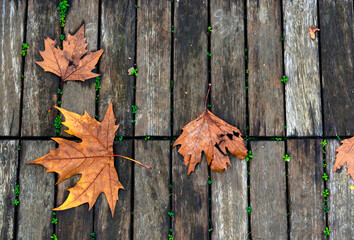 Naklejka na ściany i meble Orange chestnut leafs on wooden floor. Autumn flat lay.