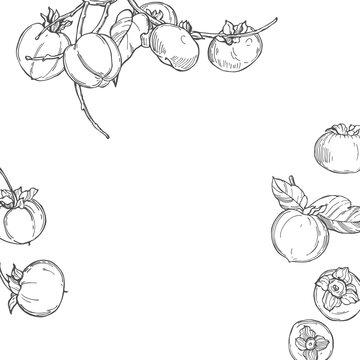 Hand drawn persimmon. Vector  background. Sketch illustration.
