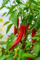 Chili peppers in the greenhouse. Homegrown organic food, chili peppers ripening in garden.