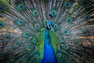 Fototapeta na wymiar peacock flared tail feathers blue peafowl beautiful bird of the wildlife nature