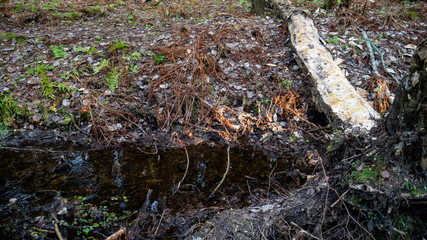 Small flowing stream in the middle of the forest.