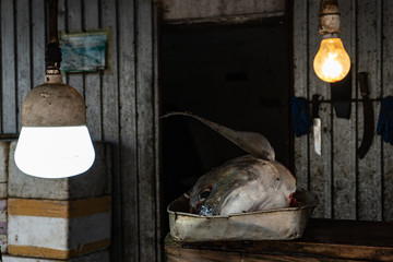 Street fish market. The head of bluefin tuna lies in a pan.